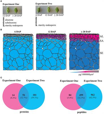 Microscopic and Proteomic Analysis of Dissected Developing Barley Endosperm Layers Reveals the Starchy Endosperm as Prominent Storage Tissue for ER-Derived Hordeins Alongside the Accumulation of Barley Protein Disulfide Isomerase (HvPDIL1-1)